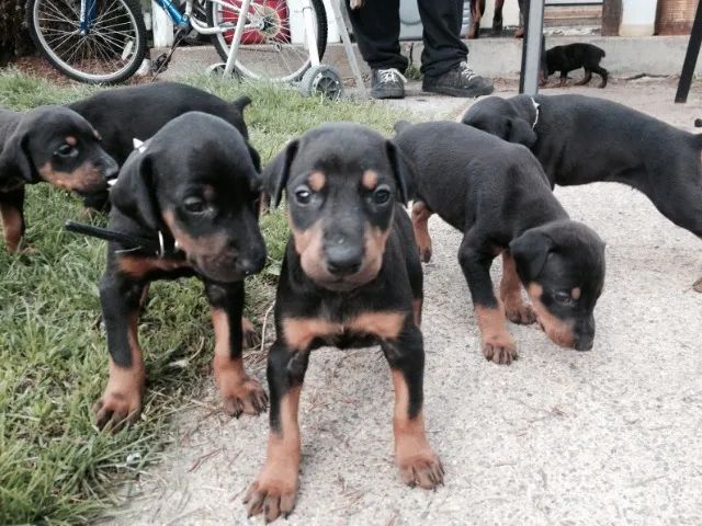 rottweiler x doberman