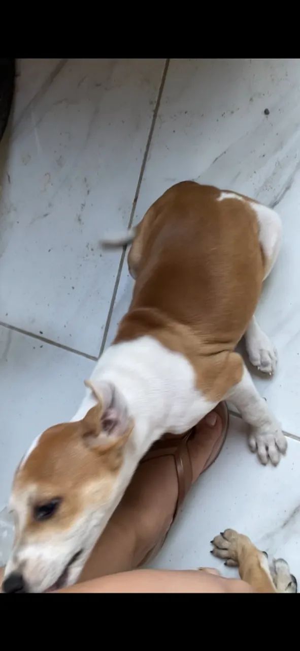 Doação Responsável  - Foto 2