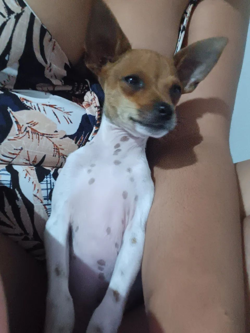Cachorro piche - Foto 2