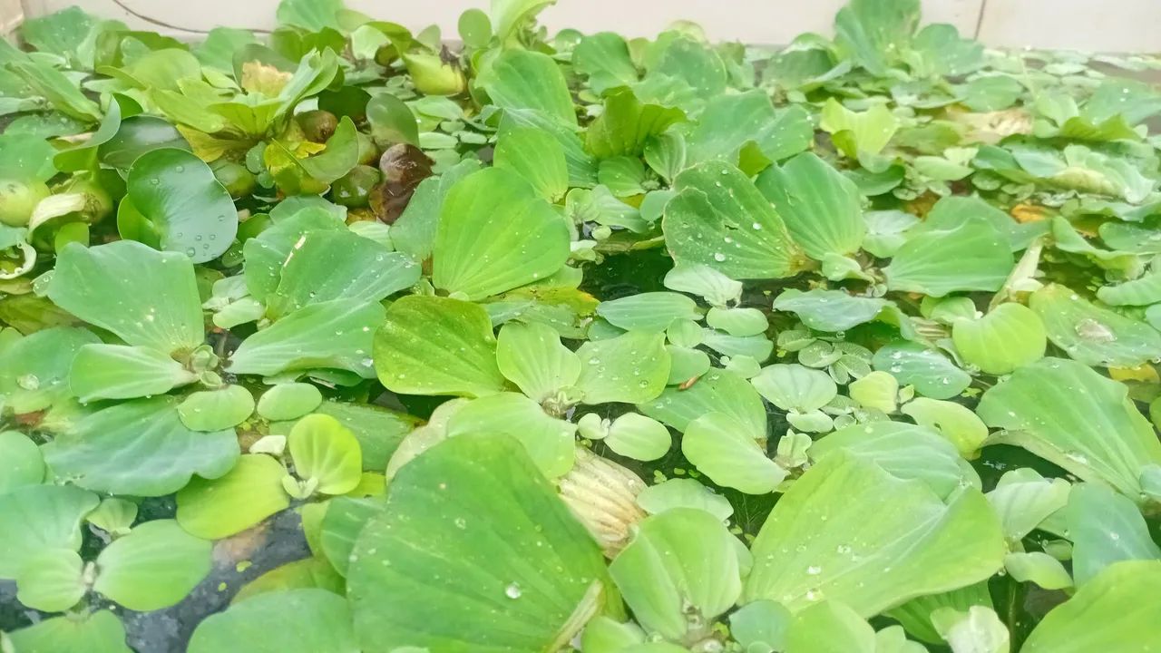 Plantas aquaticas  - Foto 2