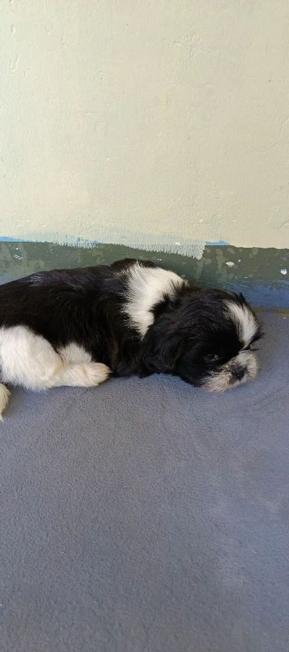 Shi-tzu - Foto 3