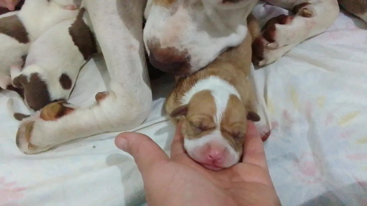 Pitbull  - Foto 2