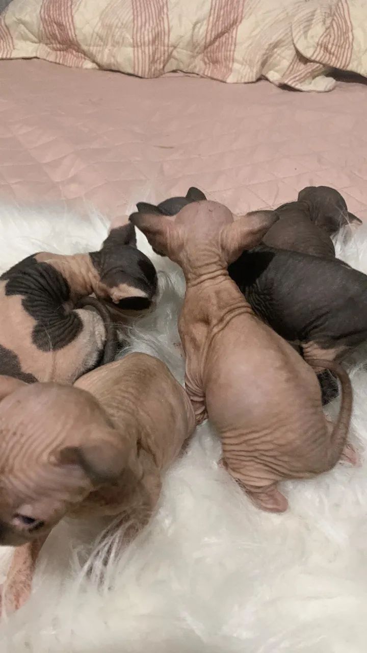Sphynx  - Foto 5