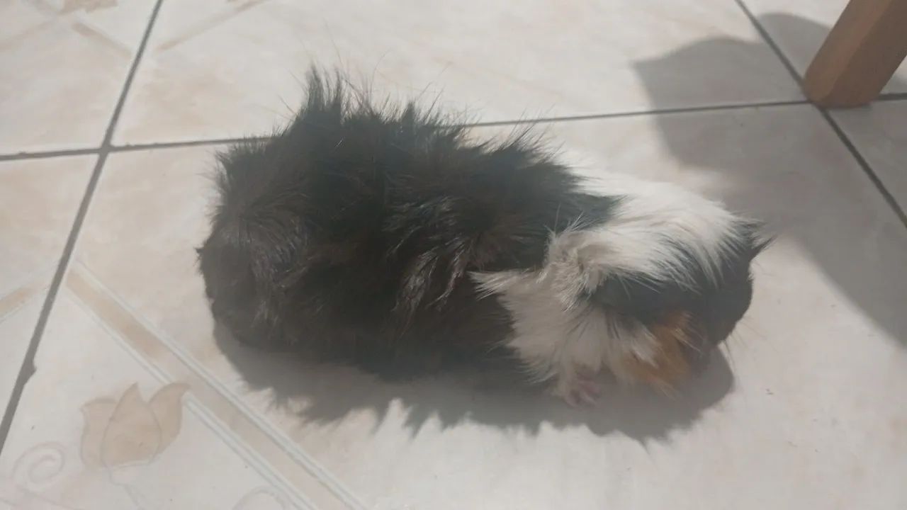 Porquinhos da índia - preá - Foto 4