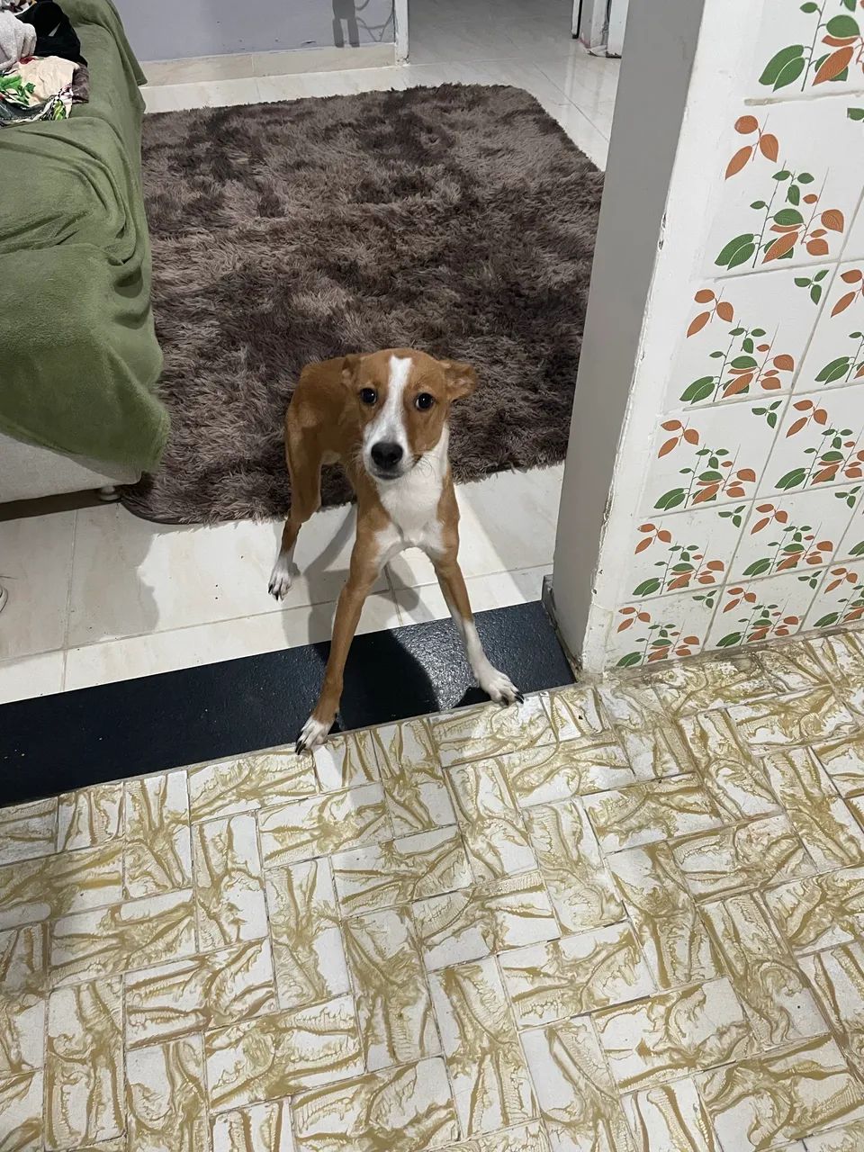 Doa-se cão dócil e amável  - Foto 2