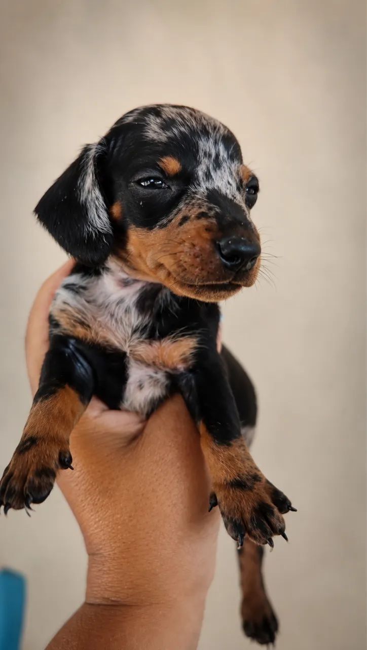 Dachshund  - Foto 2