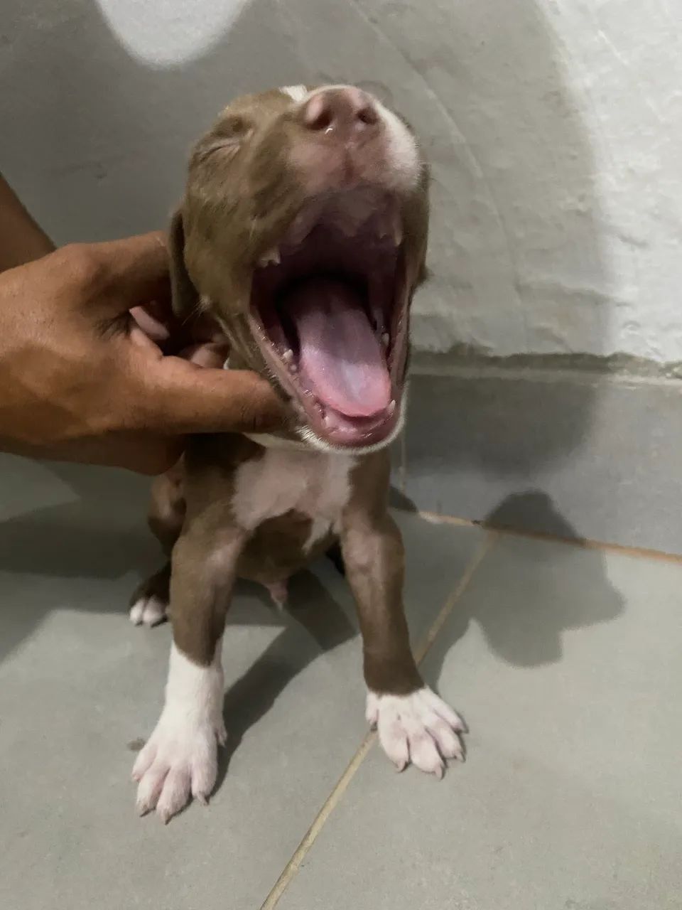 Filhote de pitbull  - Foto 2