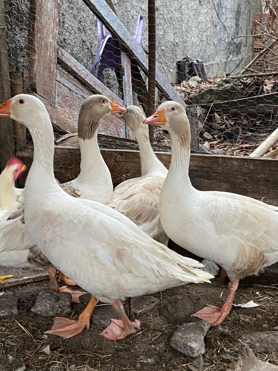Casais de ganso  - Foto 4