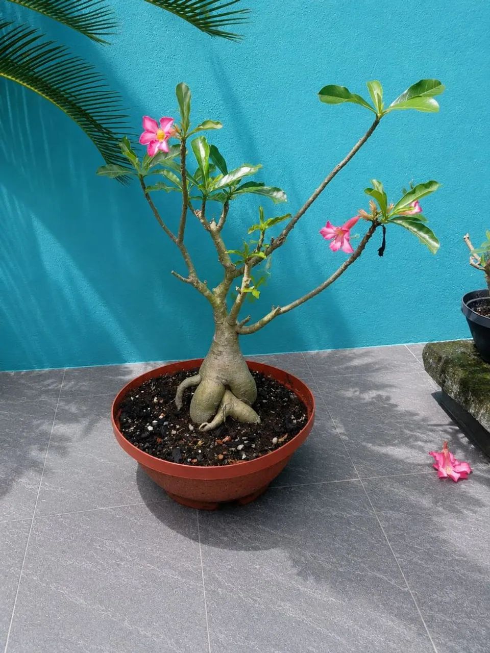 Rosa do Deserto - Foto 4