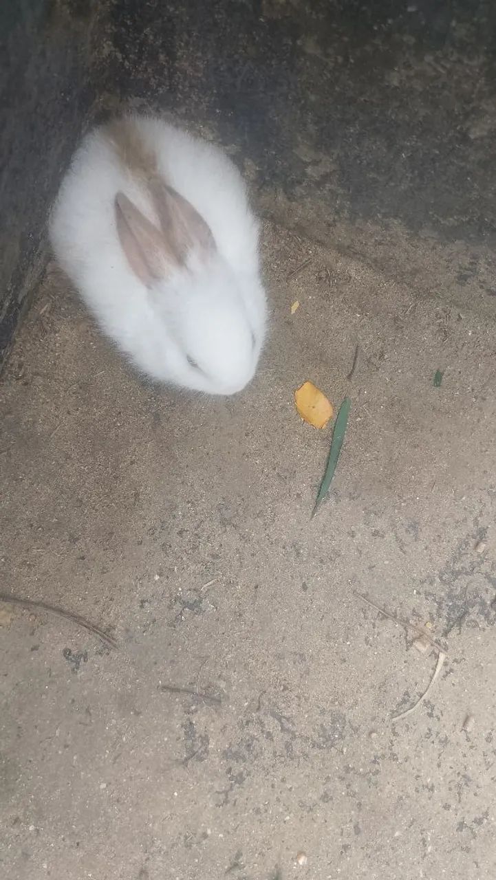 Coelhos  - Foto 4
