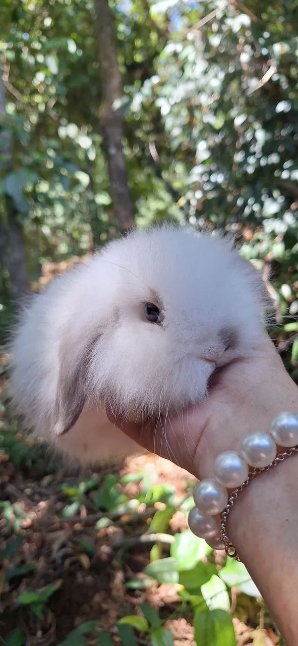 Lindos mini coelhos fuzzy lop - Foto 2