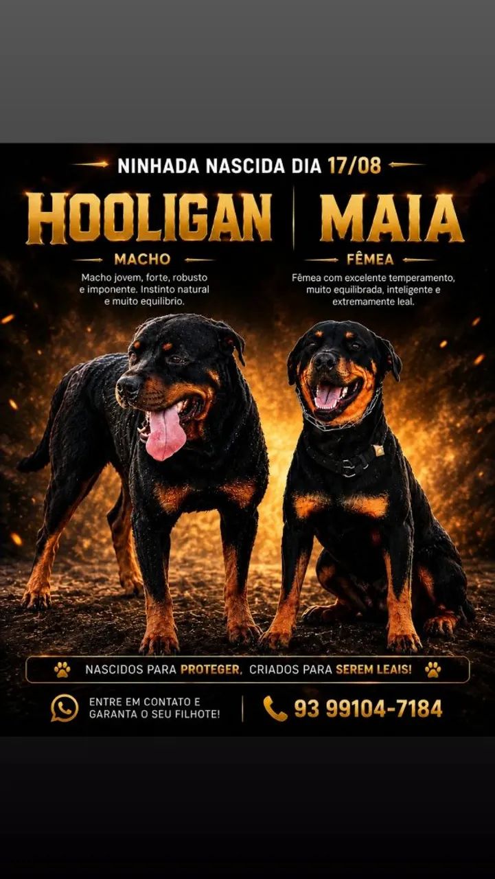 Rottweiler 