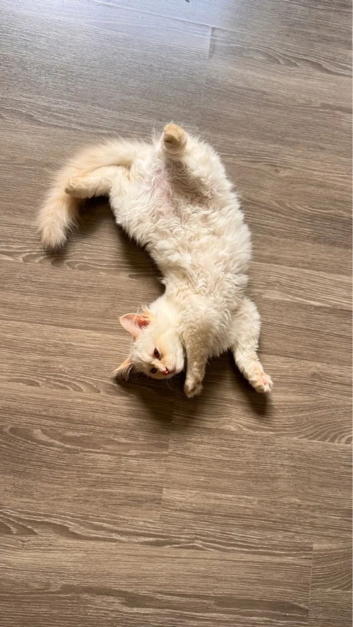 Femea de 4 meses super brincalhona 