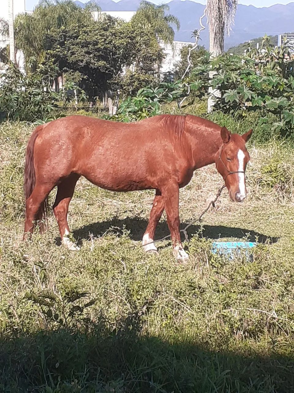 EGUA CRIOLA PURA.  - Foto 2