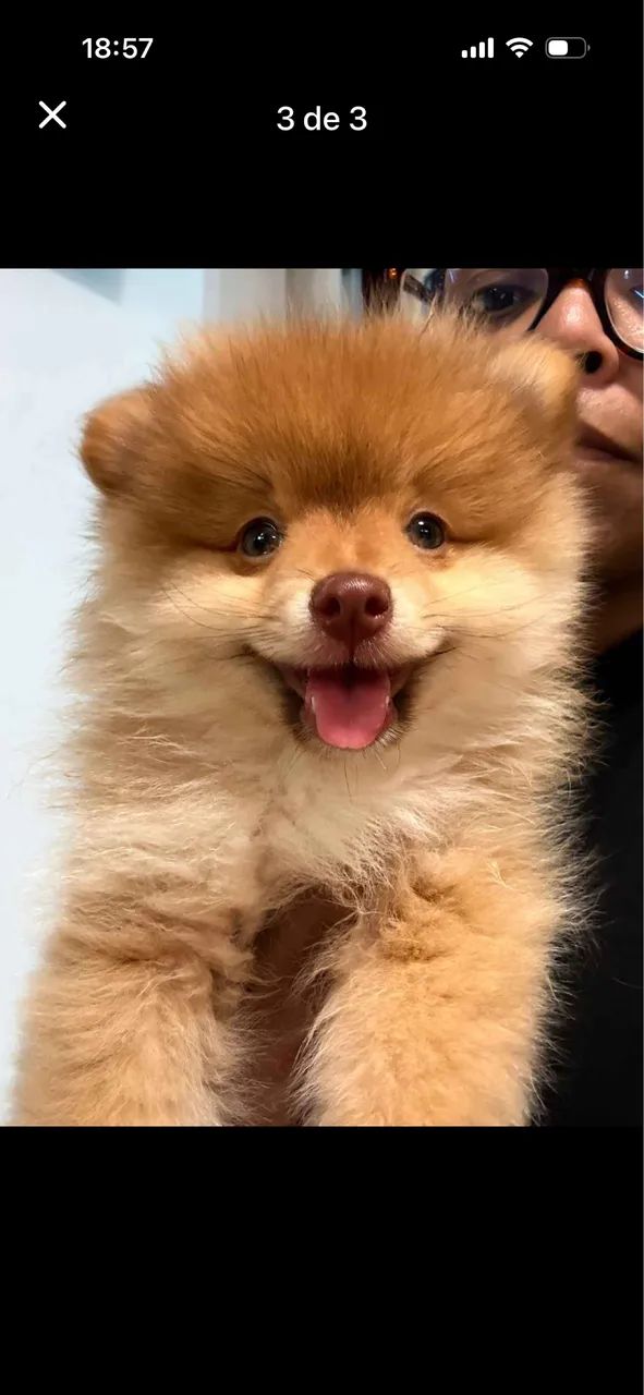 Doação de spitz alemão