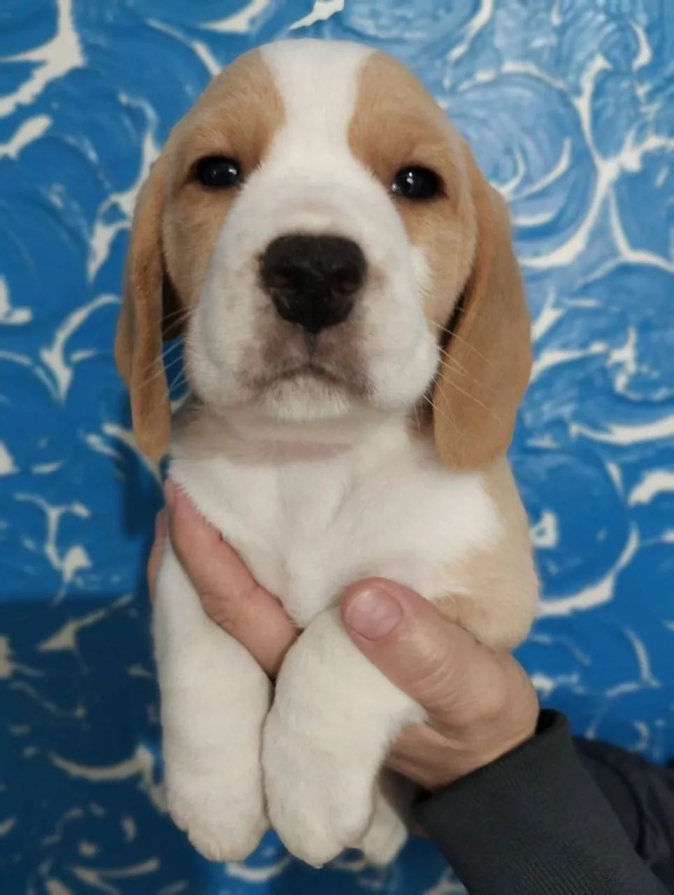 Filhotes de beagle - Foto 3