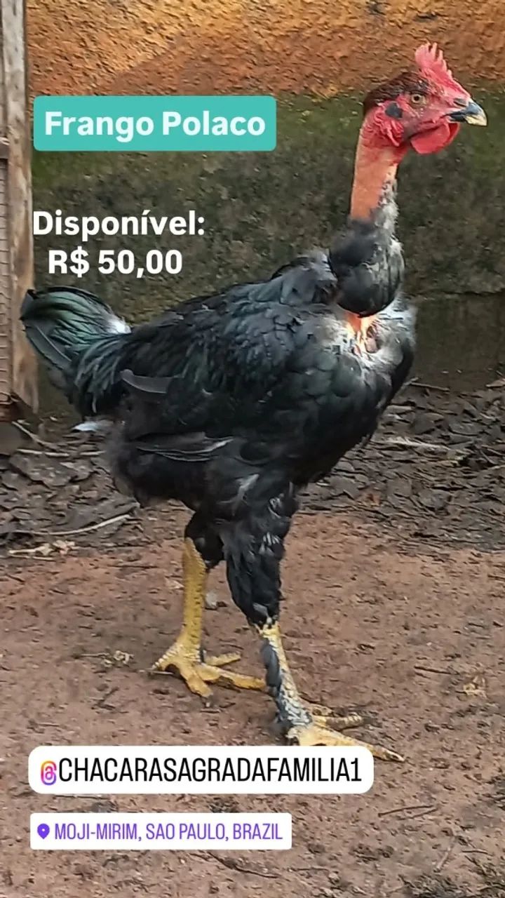 Frango Caipira Polaco - Foto 2