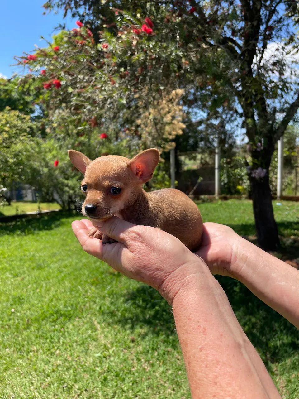 Mini pinscher macho  - Foto 2