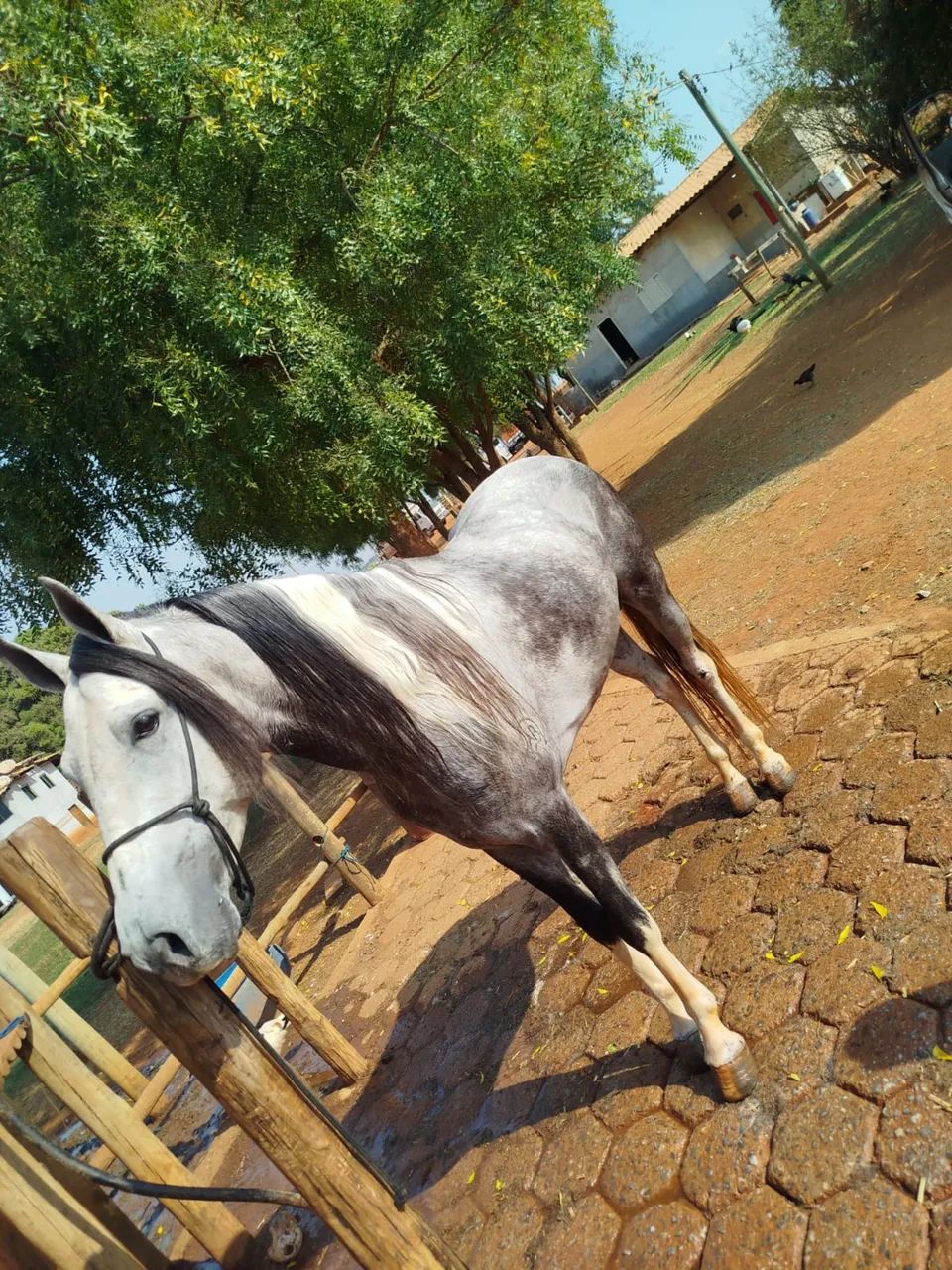 Cavalo Mangalarga Marchador - Foto 2