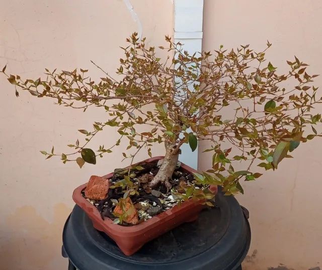 Bonsai de Pitangueira