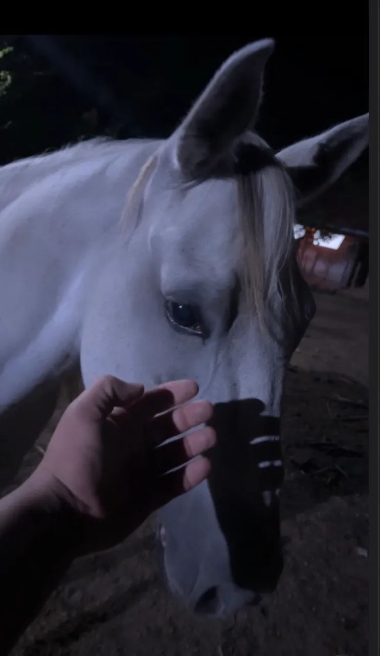 Animais - Foto 3