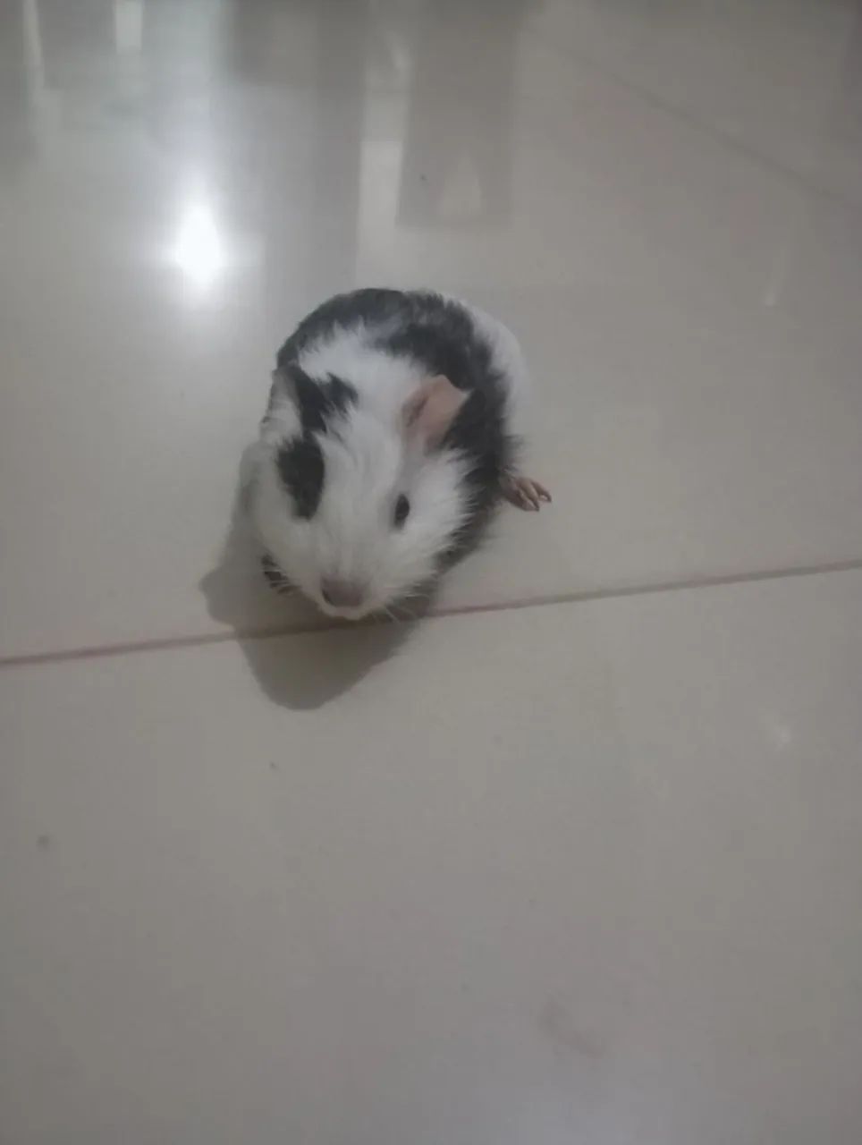 vendo porquinho da índia filhote
