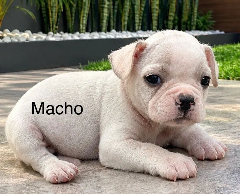 Bulldog francês  - Foto 4