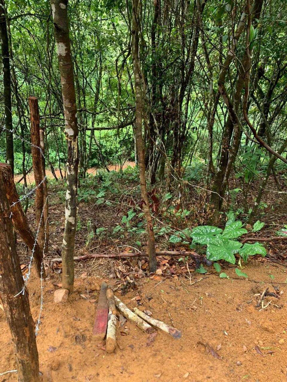 Terreno na serra de Pacoti  - Foto 2