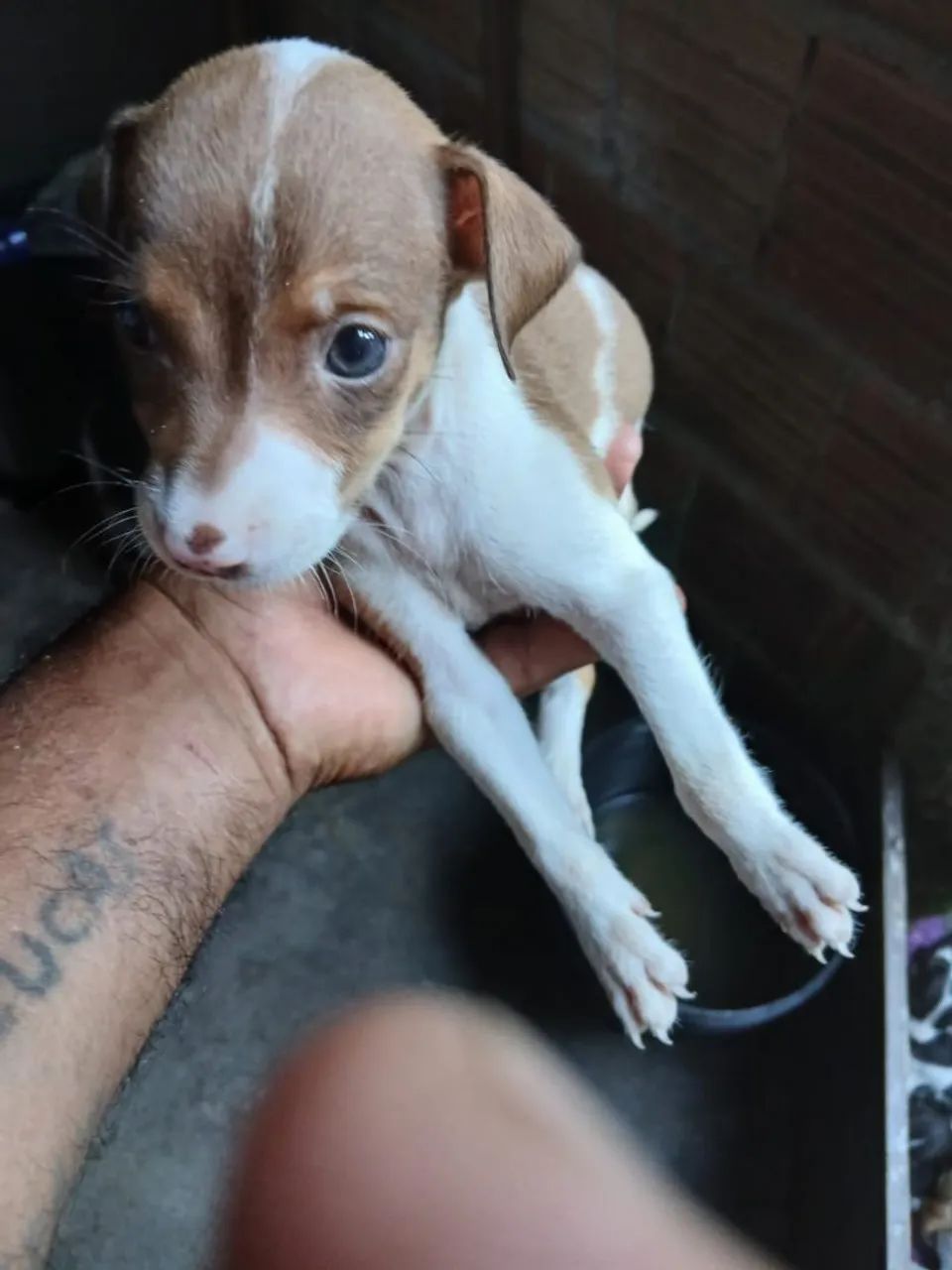 Cachorro - Foto 5