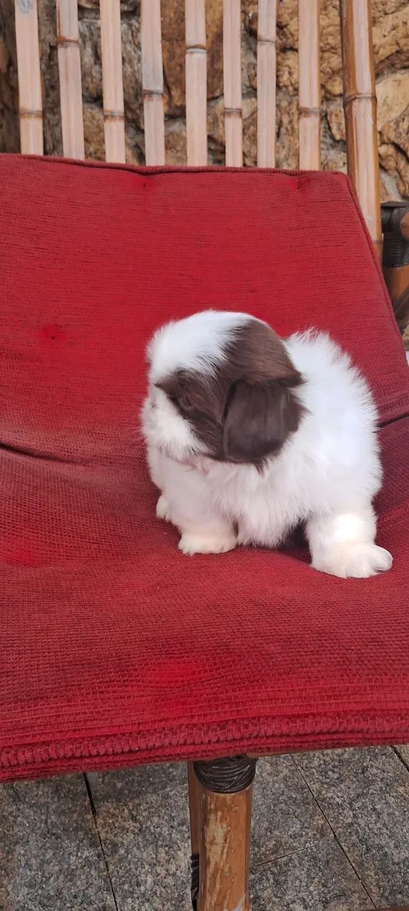 Filhote de shihtzu  - Foto 2