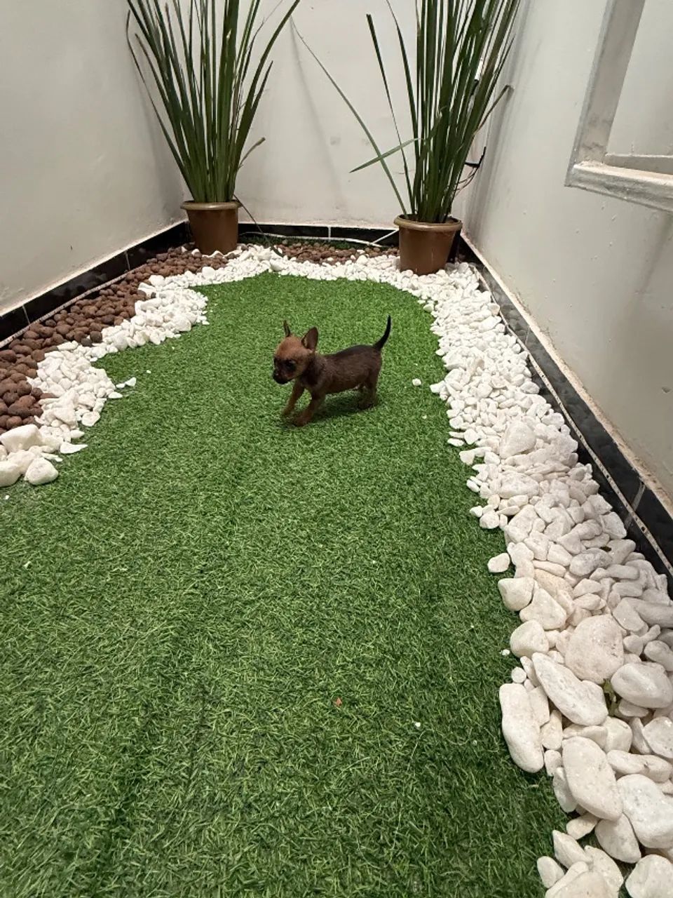 Pinscher fêmea  - Foto 5