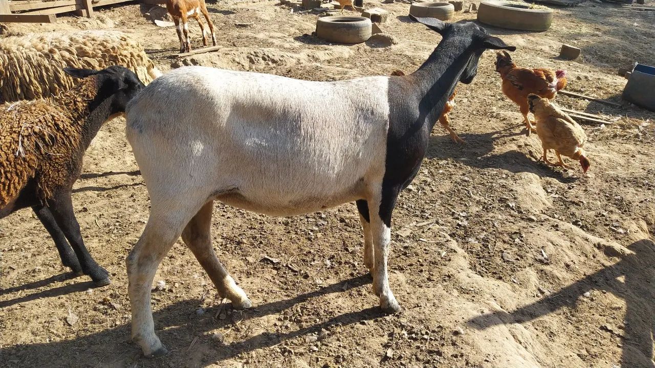 Carneira  - Foto 4