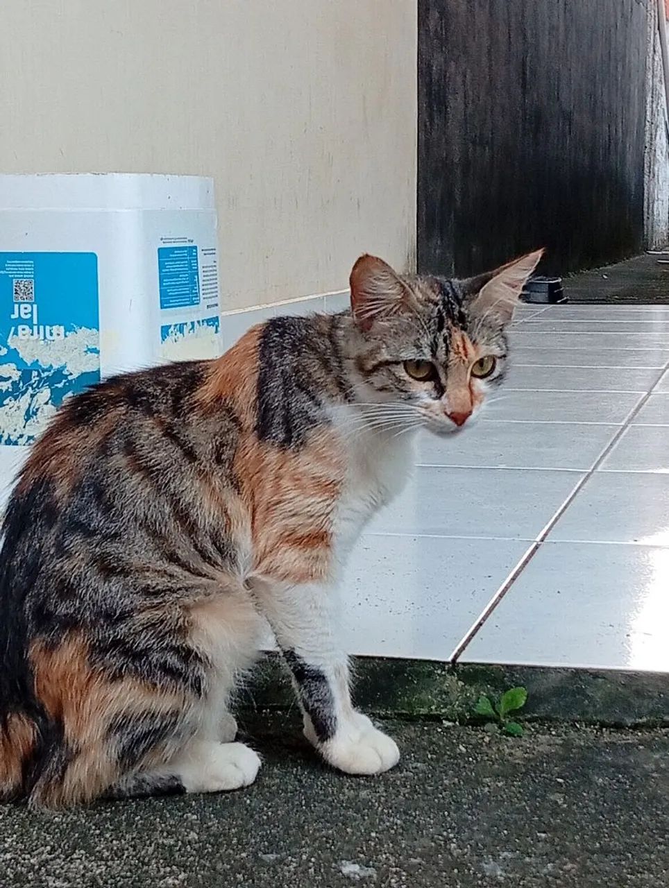 Doação de Gata - Foto 3