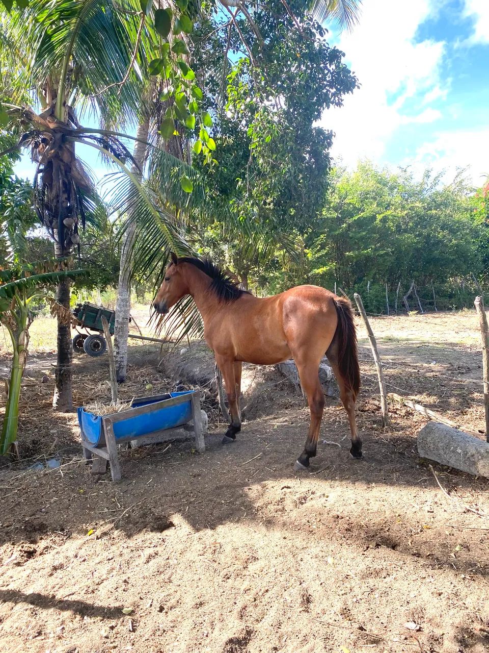 Vendo potro - Foto 4
