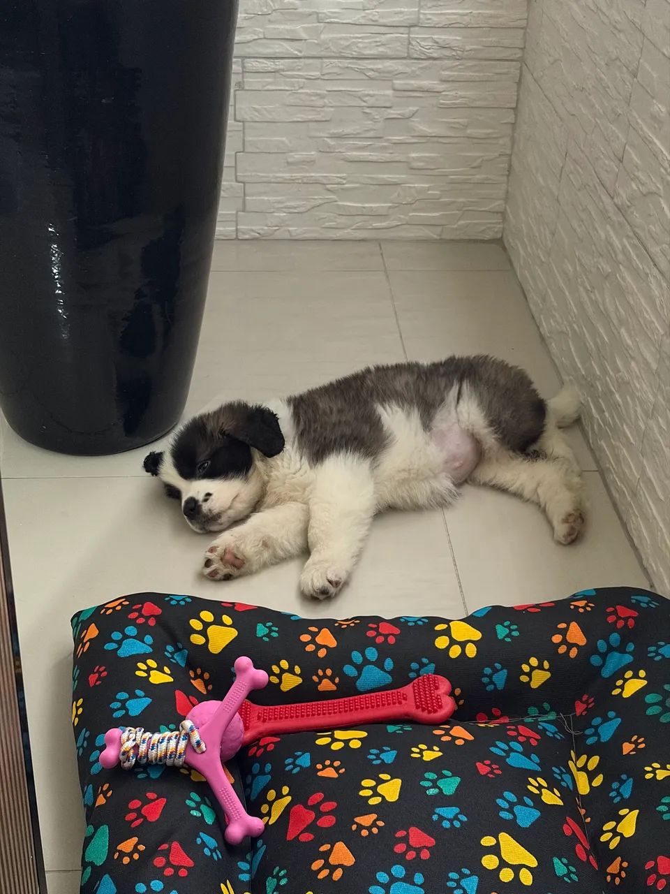 São Bernardo  - Foto 4