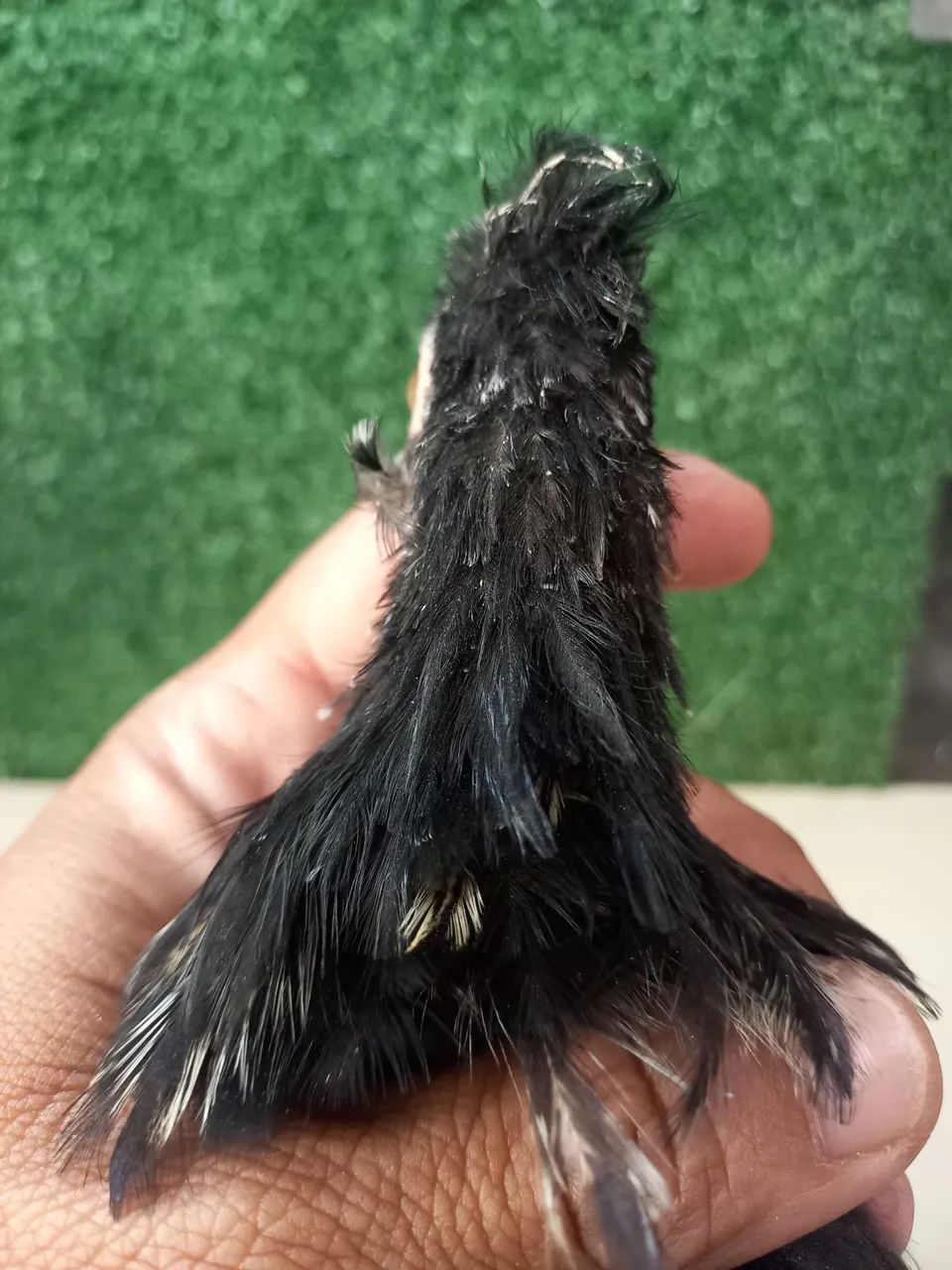 Mini Garnizé modelado  - Foto 2