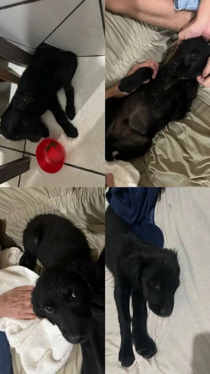 Cãozinho para doação 