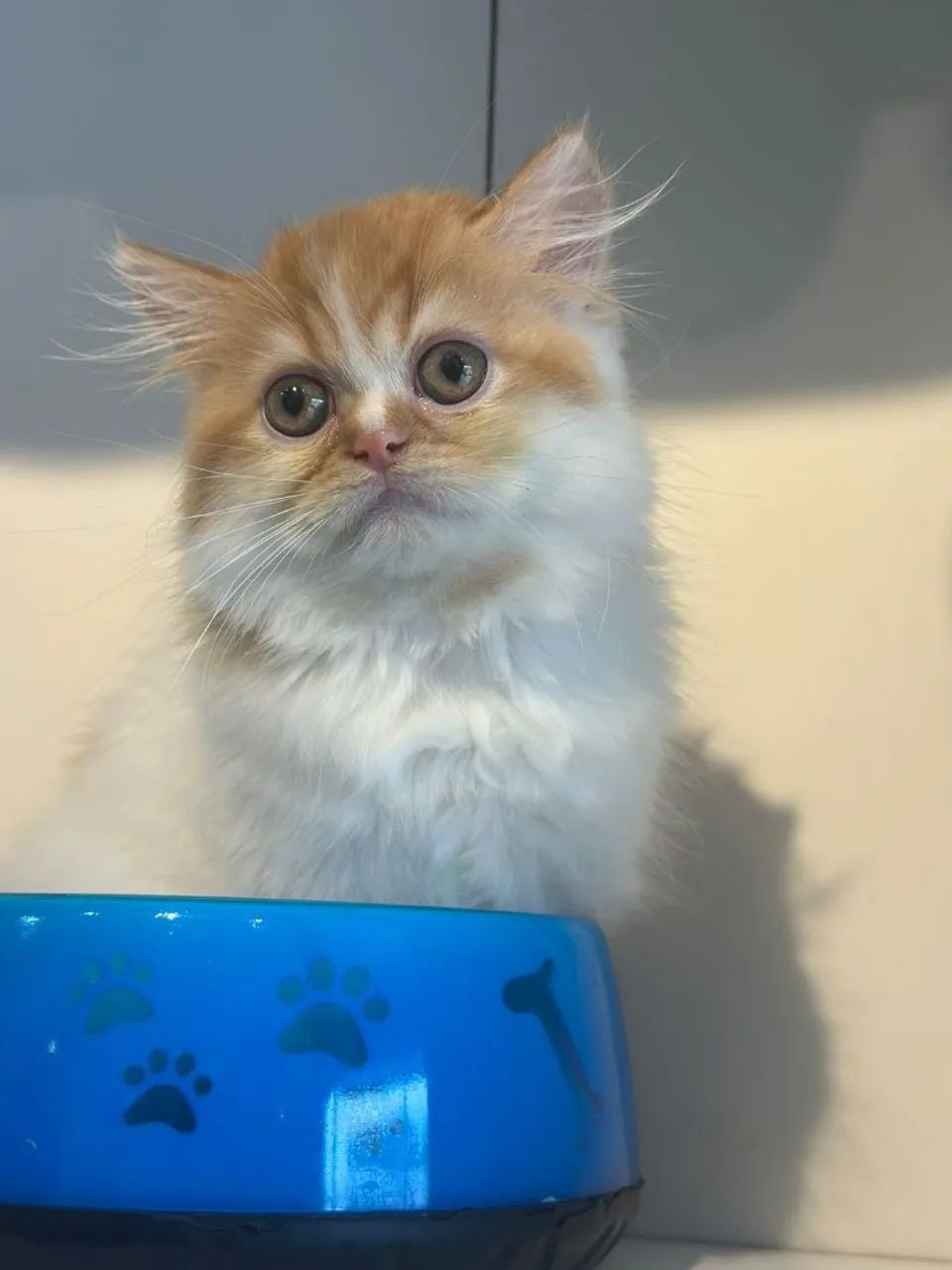 Gato persa macho  incrível  - Foto 3