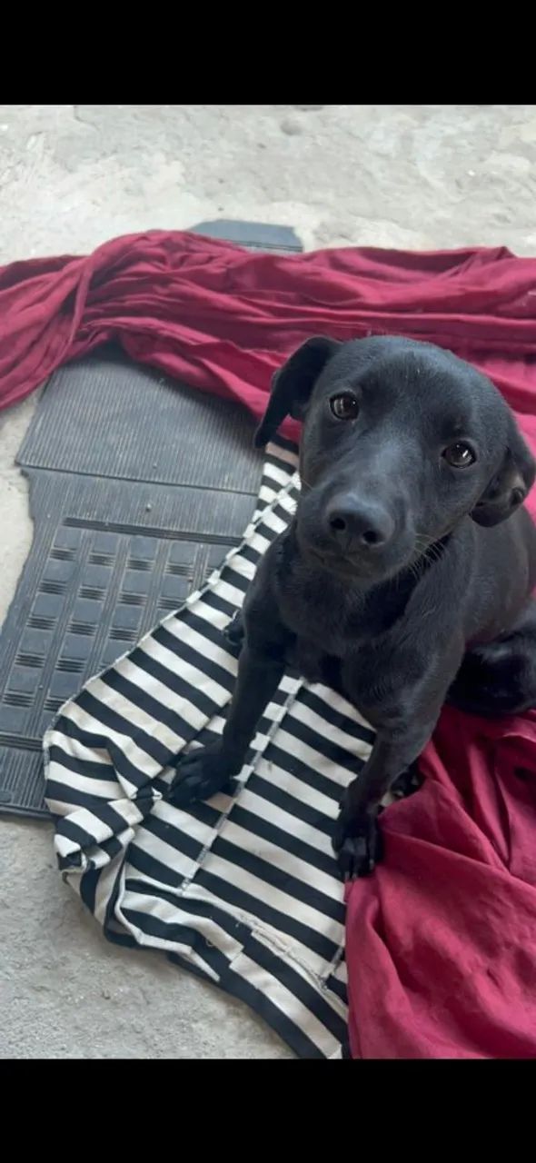 Doação de cachorro - Foto 2
