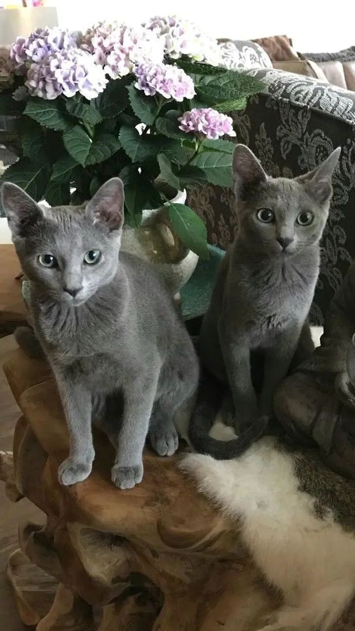 Russian blue - filhotes lindos conferir  - Foto 2