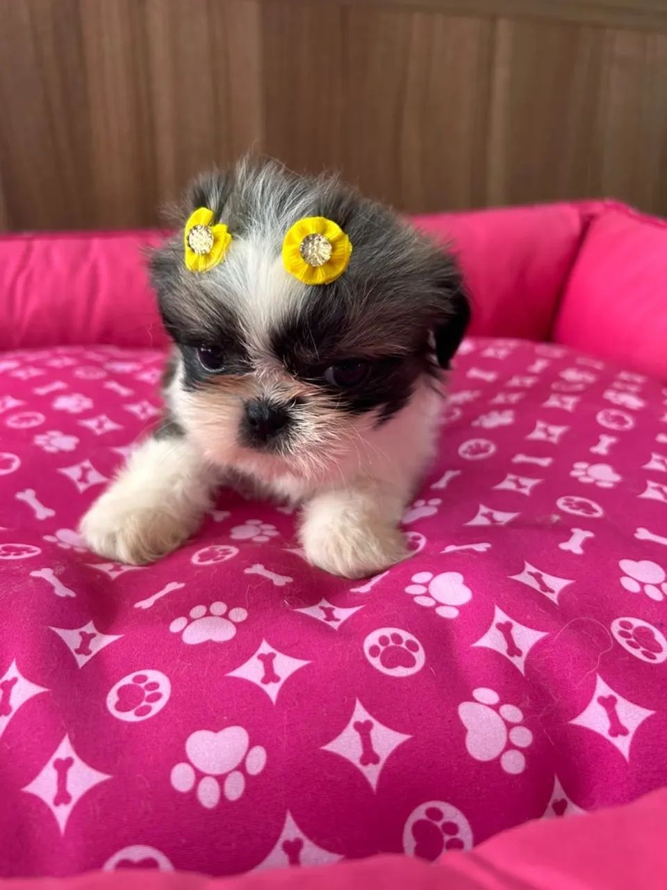 Shihtzus - Foto 2