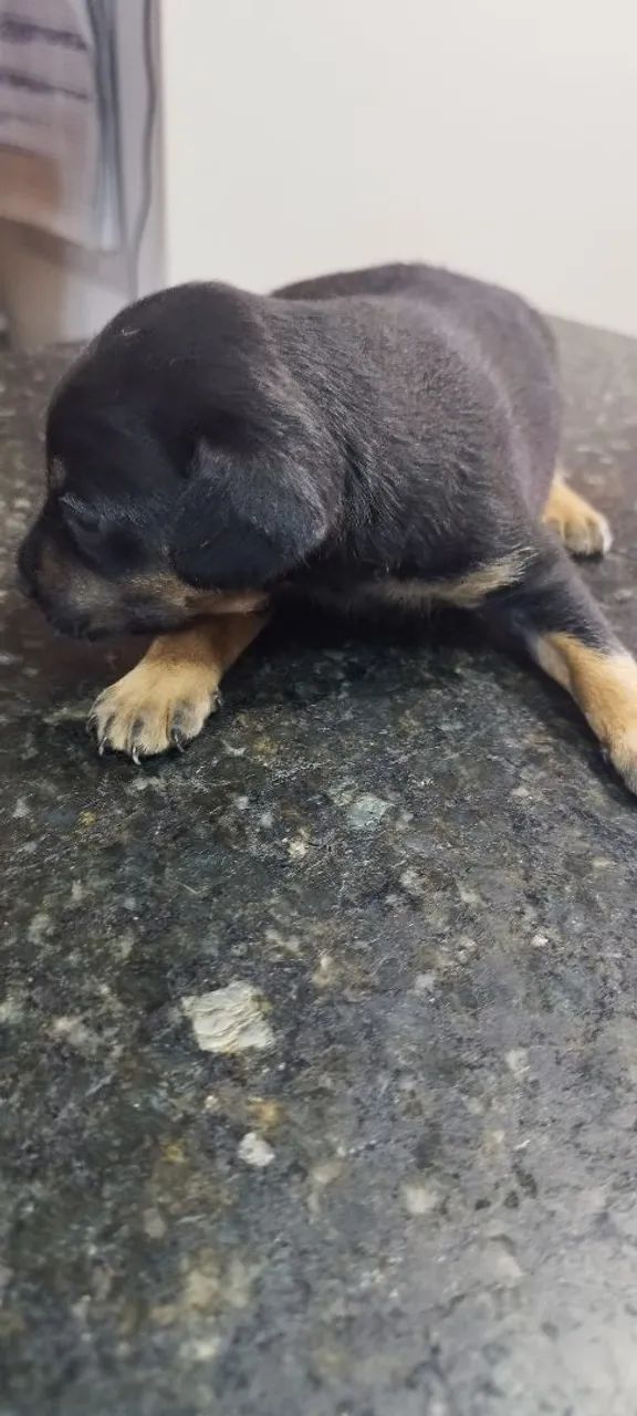 Cachorrinhos para doação  - Foto 3