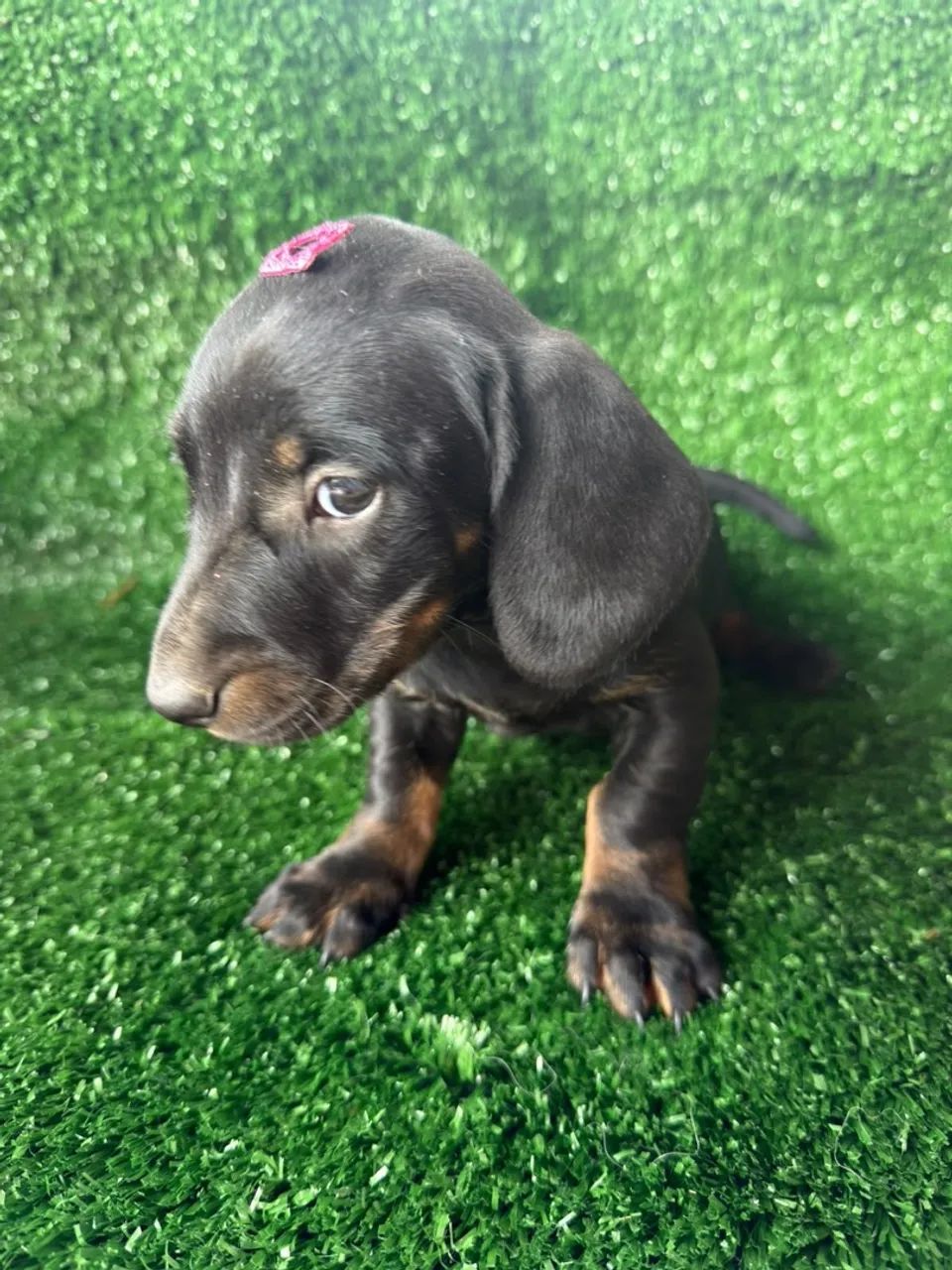 Cachorro salsicha 