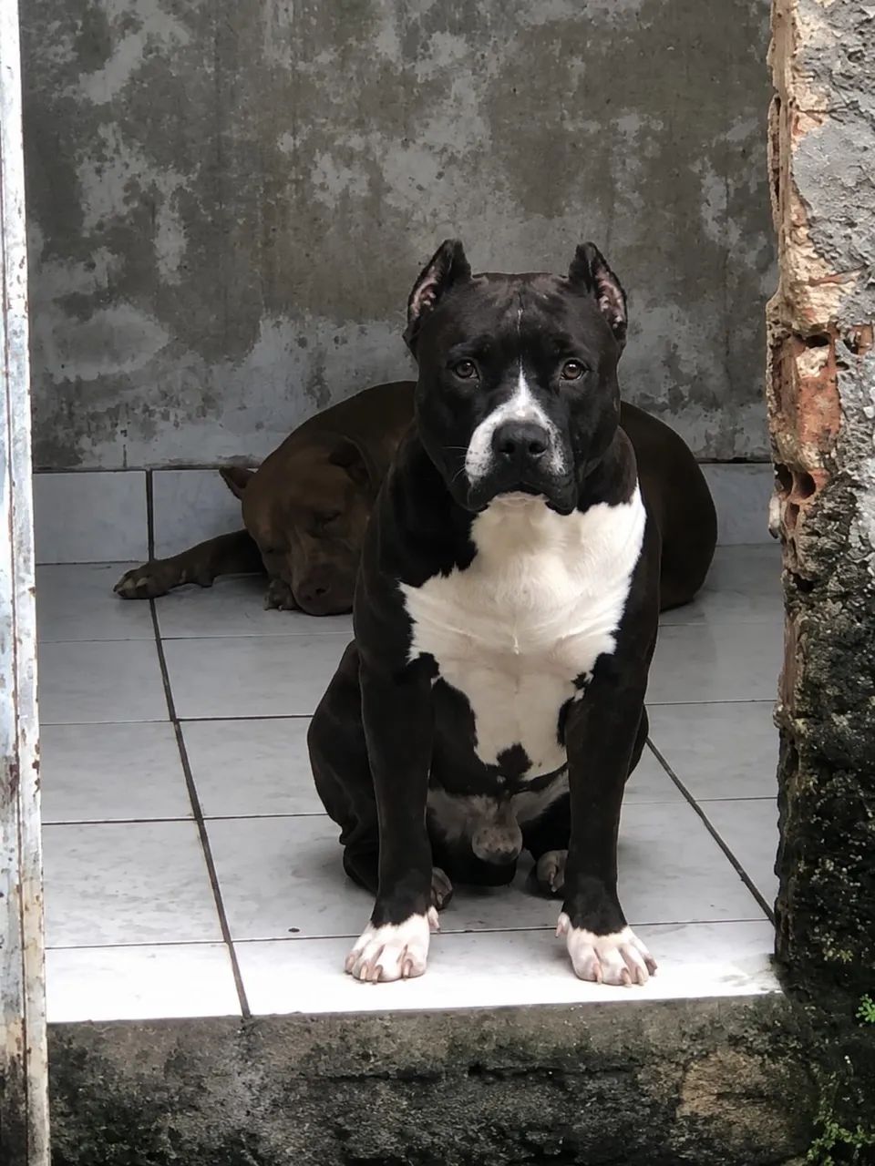 Vende se pitbull - Foto 2