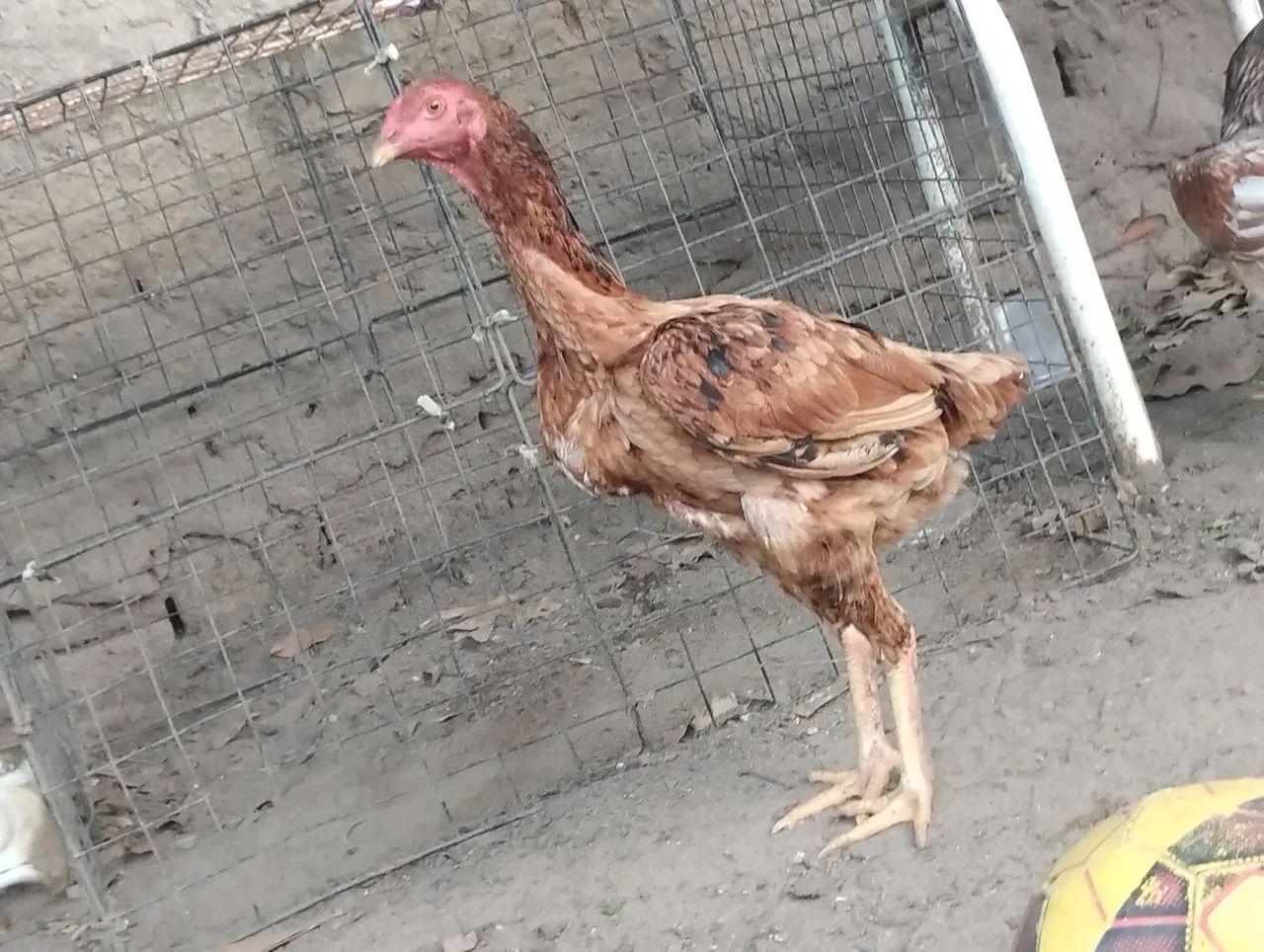 Casal de raça pra vender ligeiro,180,00 o casal - Foto 3