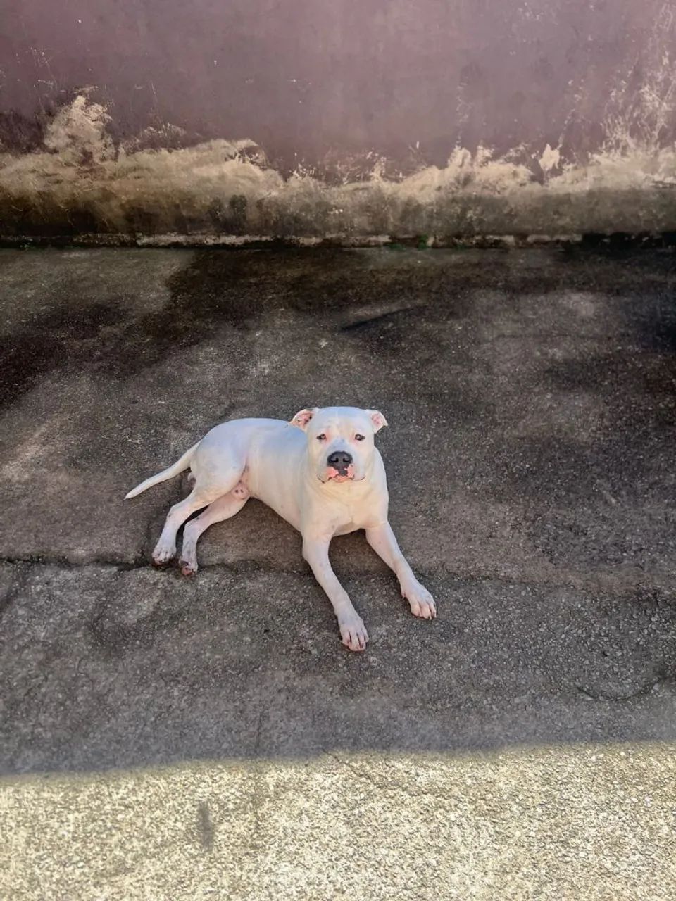 Pit bull - Foto 2