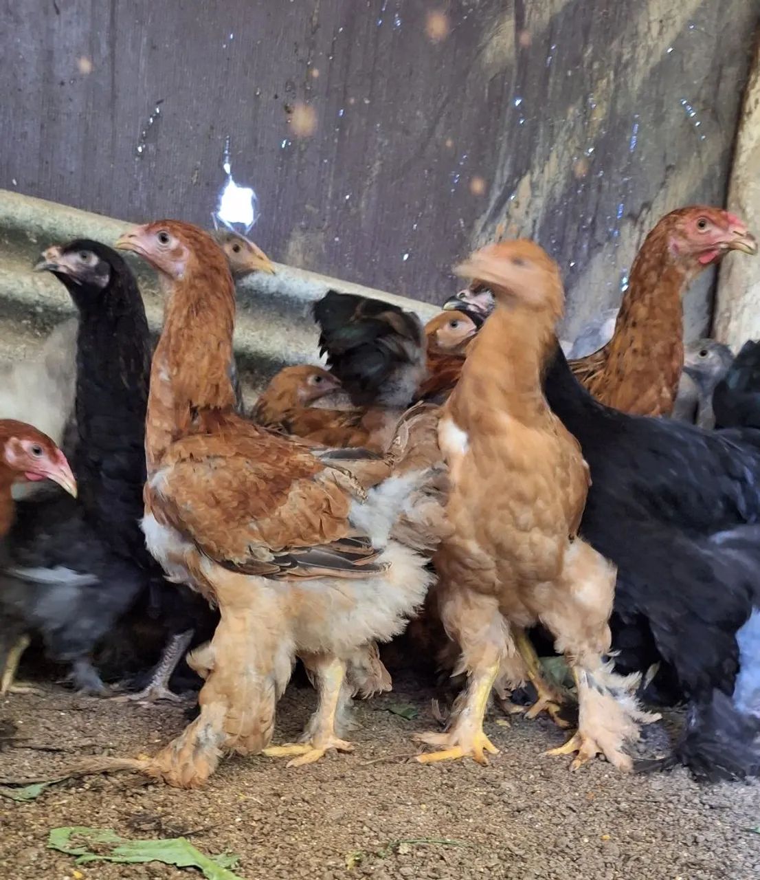 Algumas aves disponíveis para venda  - Foto 2