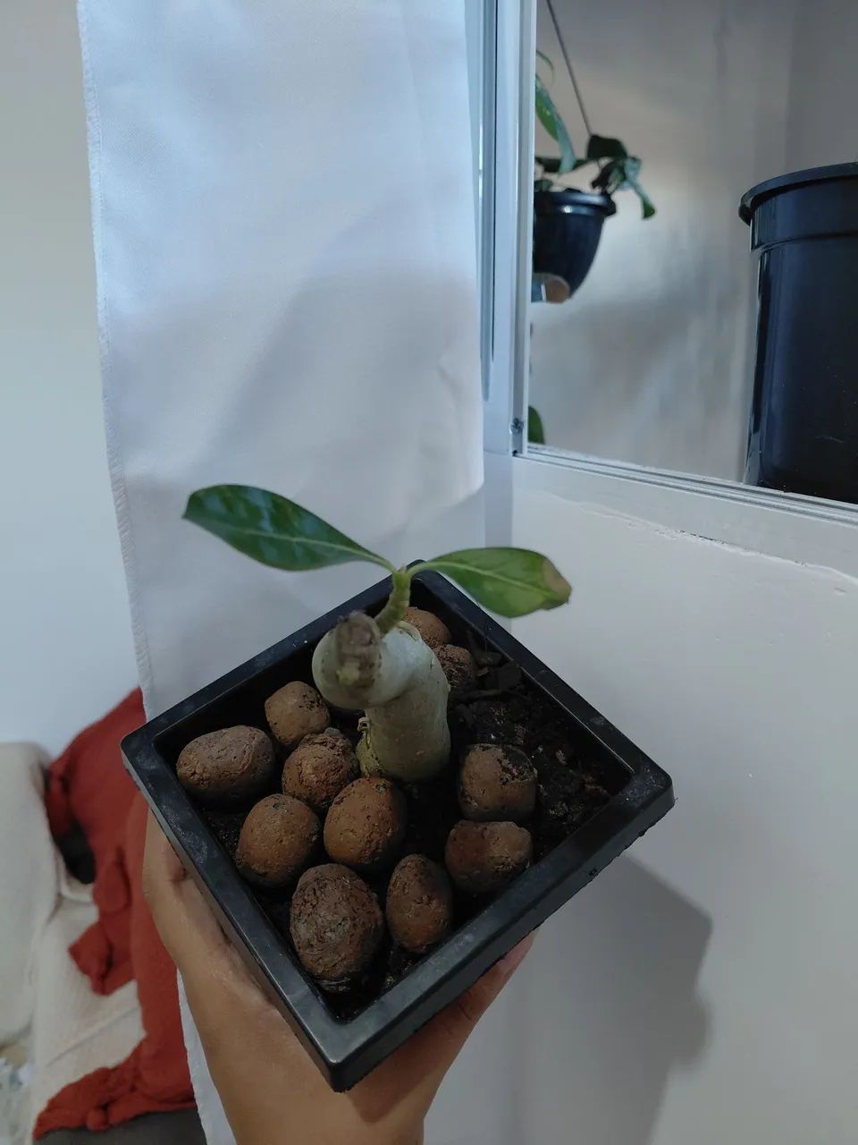 Plantas - Foto 2