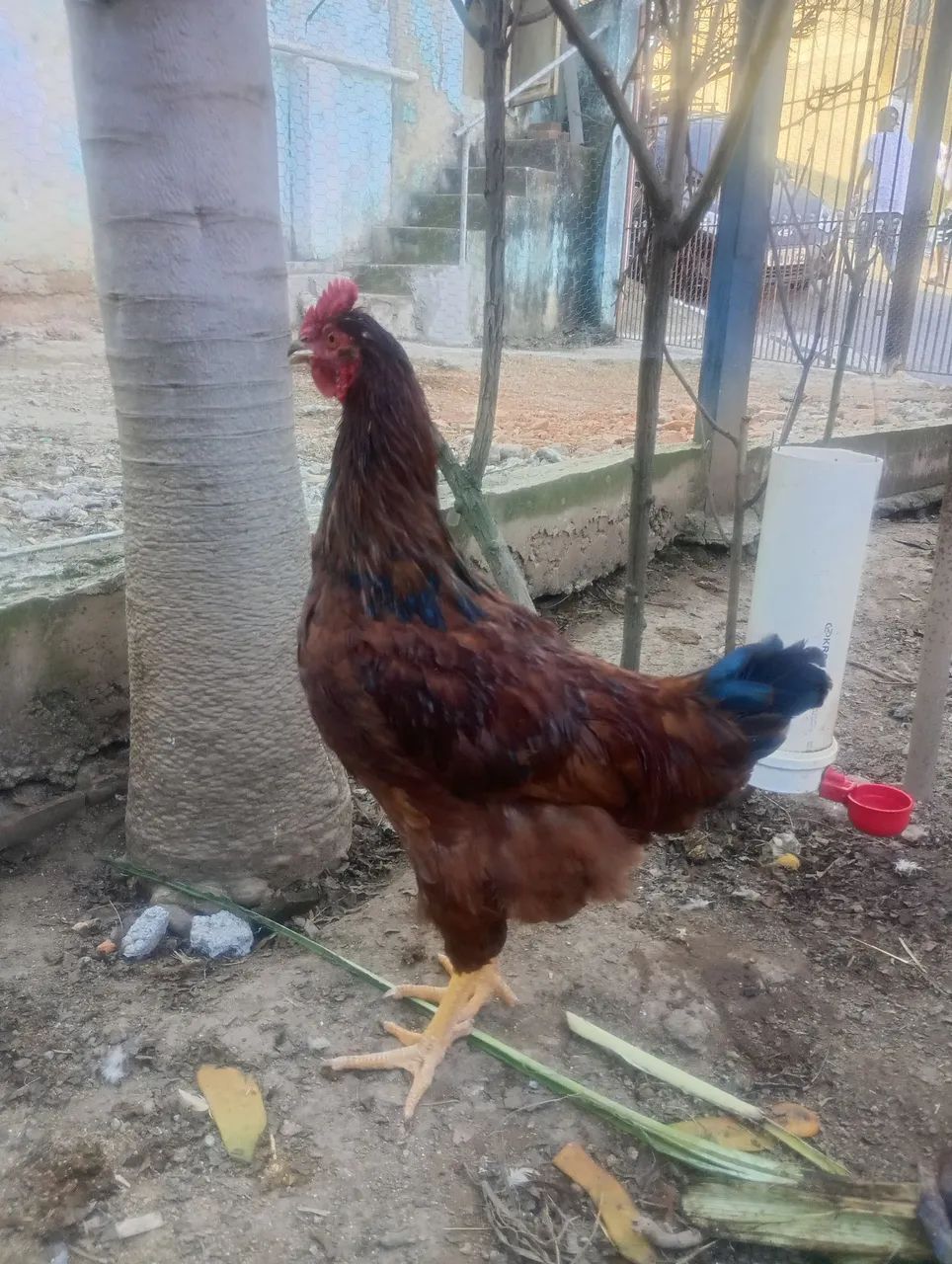 Frango rhode island red