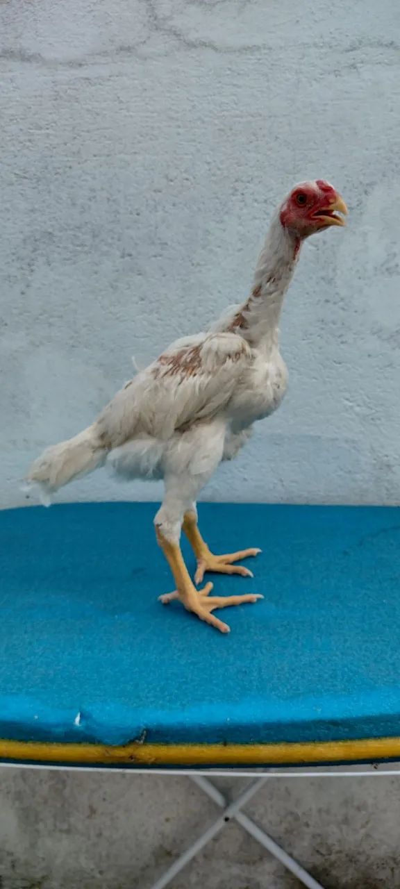 Frangos de índio shamo e índio gigante  - Foto 4